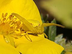 Flower Crab Spider